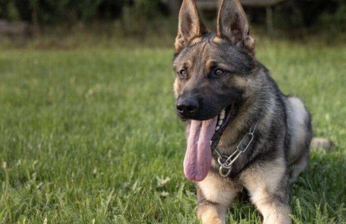 Cani Cinofile Unità
