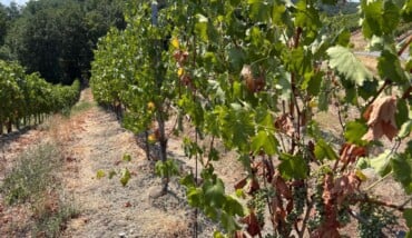 Vigna Collina Siccità 