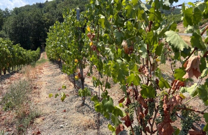 Vigna Collina Siccità