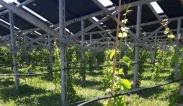 agrivoltaico 