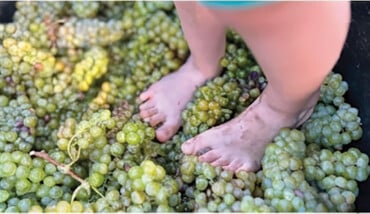Vendemmia Mercato (2) Copia 2