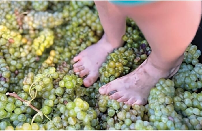 Vendemmia Mercato (2) Copia 2