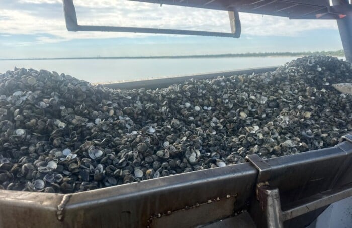 Vongole Morte