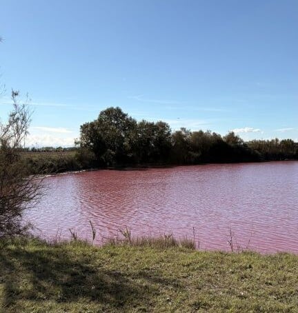 Specchio D'acqua Ammorbato Lato Ciclabile Classe Pineta Di Classe