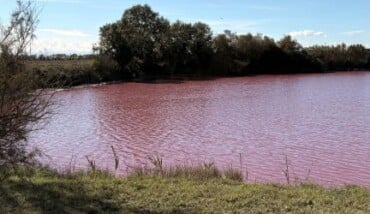 Specchio D'acqua Ammorbato Lato Ciclabile Classe Pineta Di Classe 