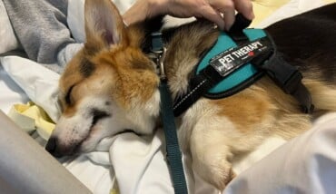 Pet Therapy 