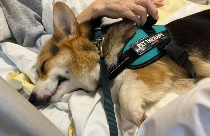 Pet Therapy