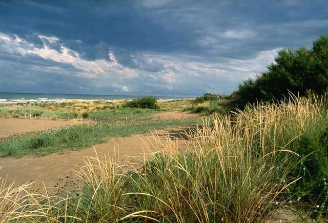 dune marina